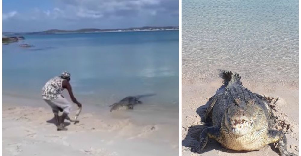 Este hombre alimenta a su peligrosa e impredecible mascota y causa furor en las redes