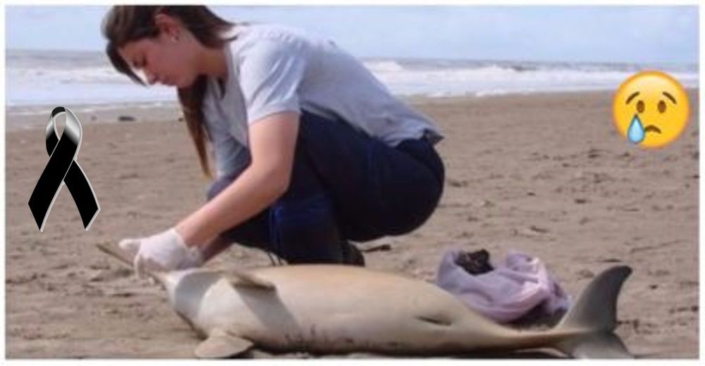 Fallecieron 4 delfines en las costas argentinas y uno de ellos tenía plástico en su estómago