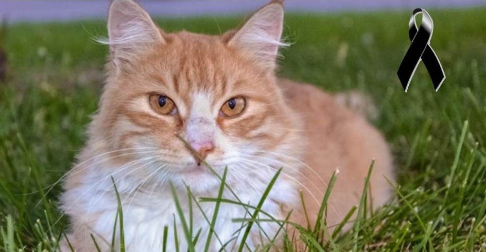 En Inglaterra buscan al asesino en serie que ha mutilado a más de 250 gatos