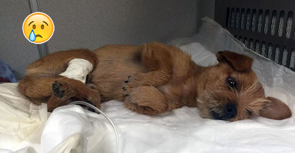 Earl, el pequeño terrier que sufrió un trauma craneoencefálico tras ser cruelmente maltratado