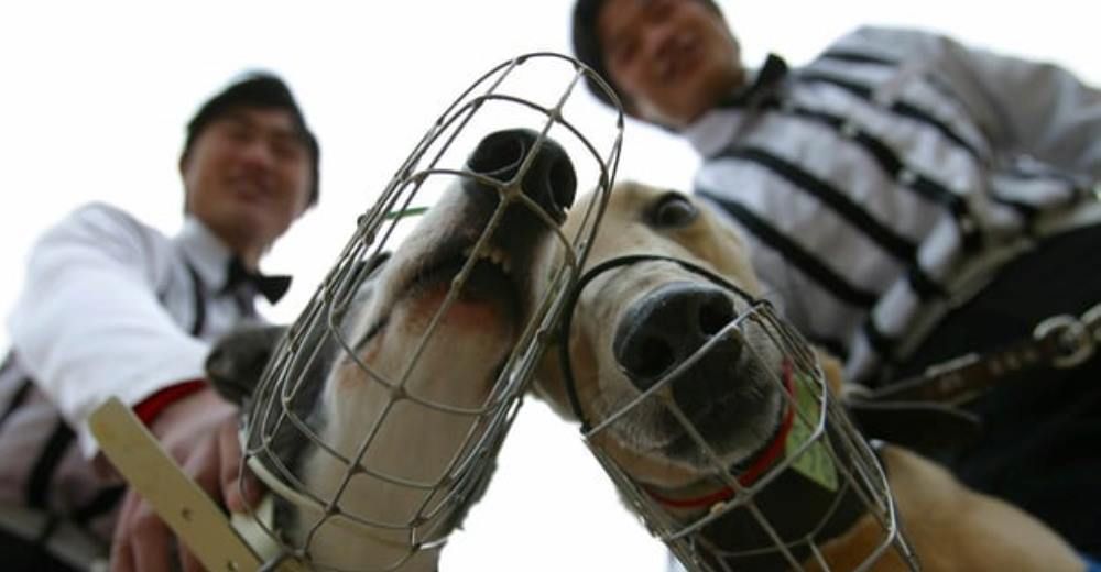 Tres hombres australianos implicados en crueles exportaciones de perros galgos a China