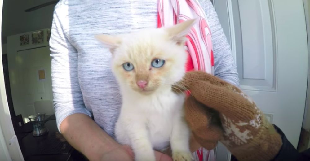 Asombroso – Una familia agota sus esfuerzos para revivir a un gato congelado en la nieve