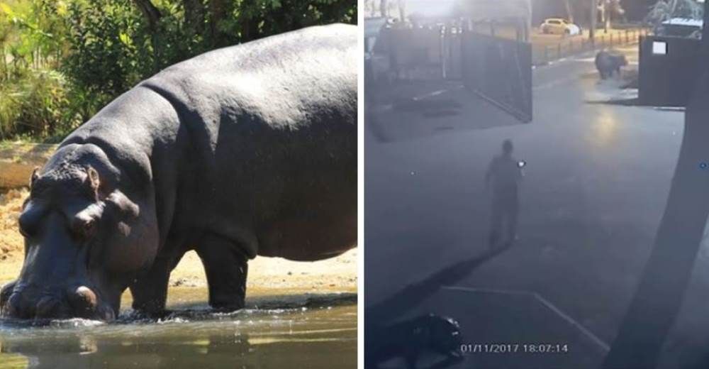 Un hipopótamo siente la libertad al escaparse de un zoo… pero decide que su vida está dentro