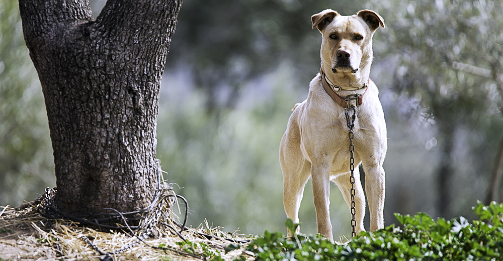 Llevan a prisión al dueño de los perros que atacaron y mataron a un hombre en Uruguay