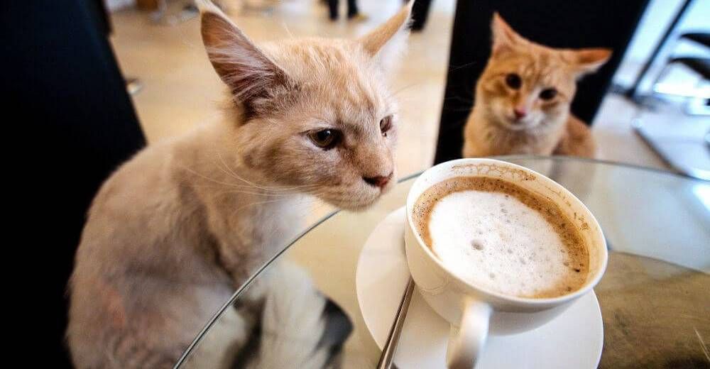 Un nuevo Cat Café en Madrid: el lugar donde los gatos pueden elegir a