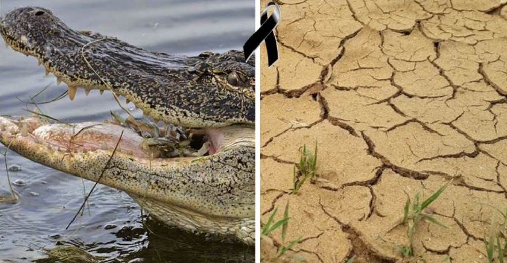 Cientos de caimanes mueren en Brasil por una inquietante razón