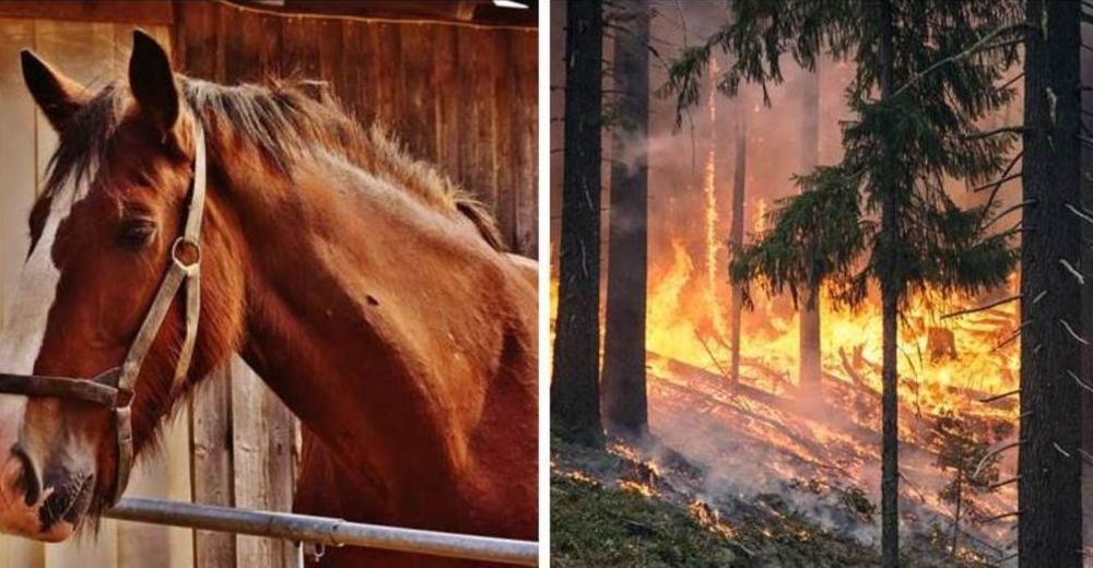 Valientes rescatistas salvaron la vida de muchos animales en un incendio devastador