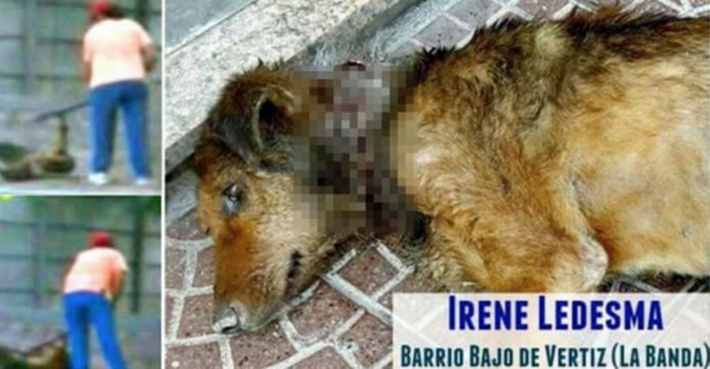 Una mujer maltrató cruelmente a su perro a plena luz del día hasta desplomarse