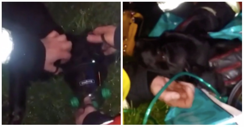 Bomberos salvan la vida de un perrito inconsciente en el fuego, gracias a este nuevo dispositivo