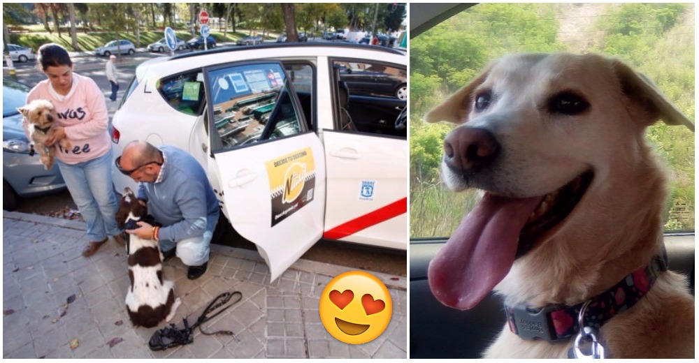 Los conductores de taxi de Madrid prefieren llevar mascotas antes que personas