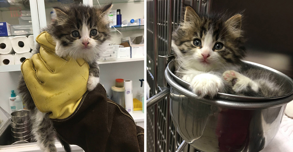 Nugget, la gatita que enamoró a sus rescatadores eligiendo un peculiar lugar para dormir