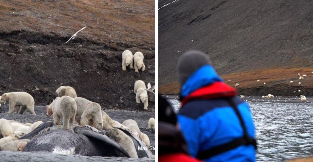 Impresionante – Más de 200 osos polares bajan a una playa de Rusia por una alarmante razón