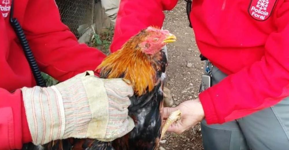 Dos jóvenes de Navarra son arrestados por la organización ilegal de peleas de gallos