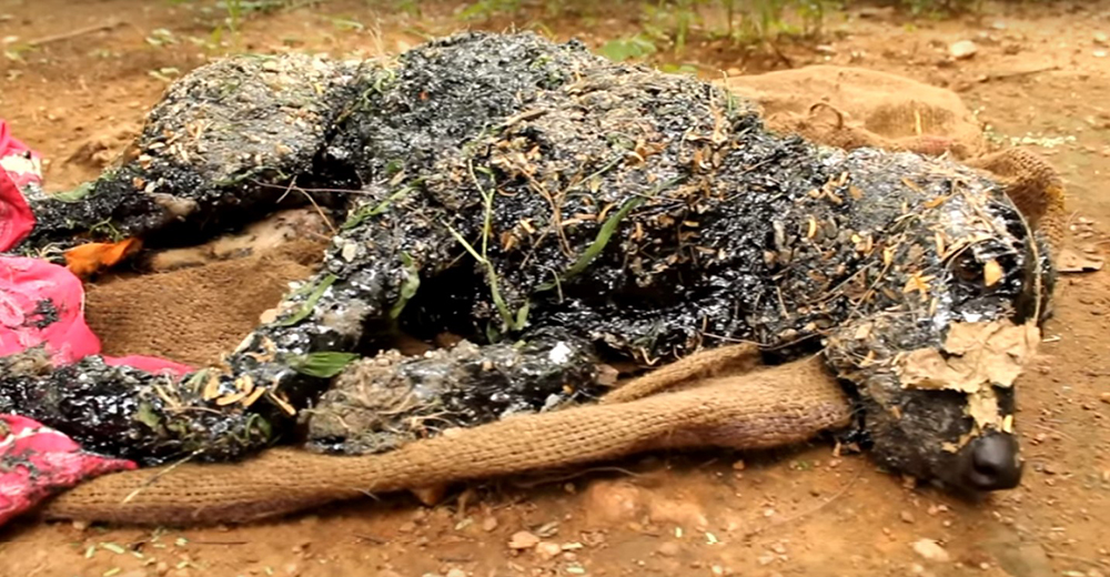 Impresionante rescate – Un perro cae en un charco de alquitrán y queda adherido al suelo