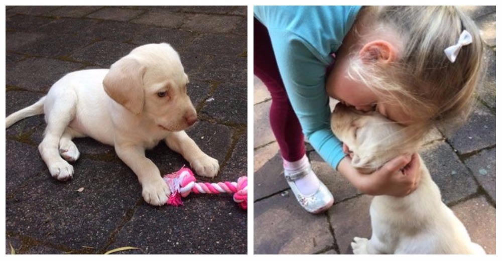 Hasta los ladrones se compadecieron de esta niña, que lloraba por el perrito que robaron