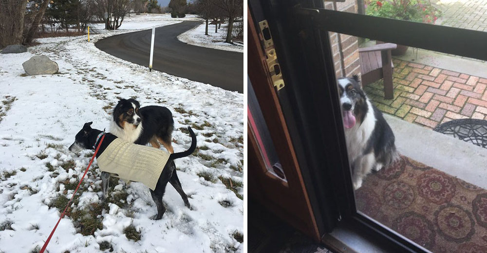 Un perrito nos enseña que la distancia no es un problema cuando se trata de un verdadero amigo