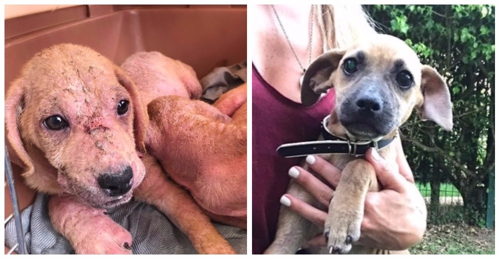 Encontró a dos perros abandonados y enfermos… y enseguida entendió que son inseparables