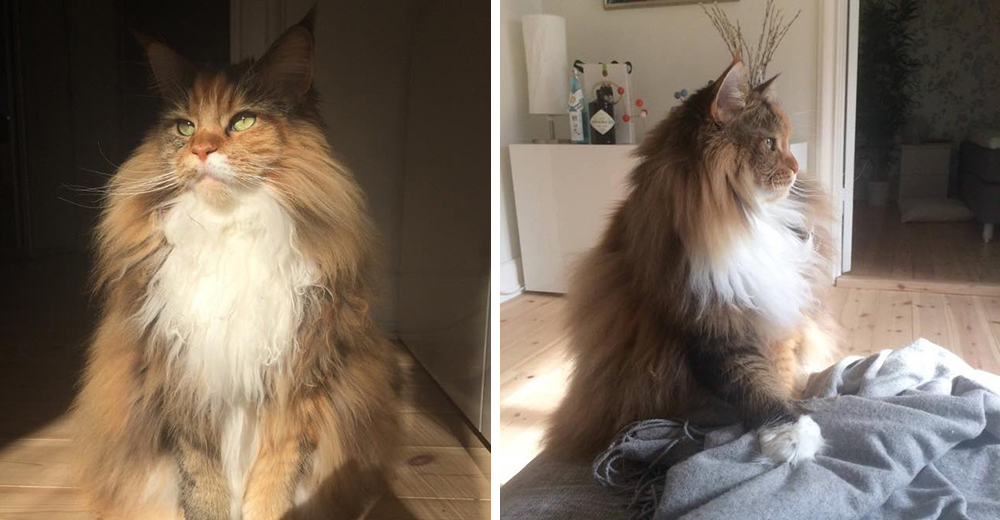 Pixel, un gato que tiene la melena tan grande y frondosa que casi parece un león