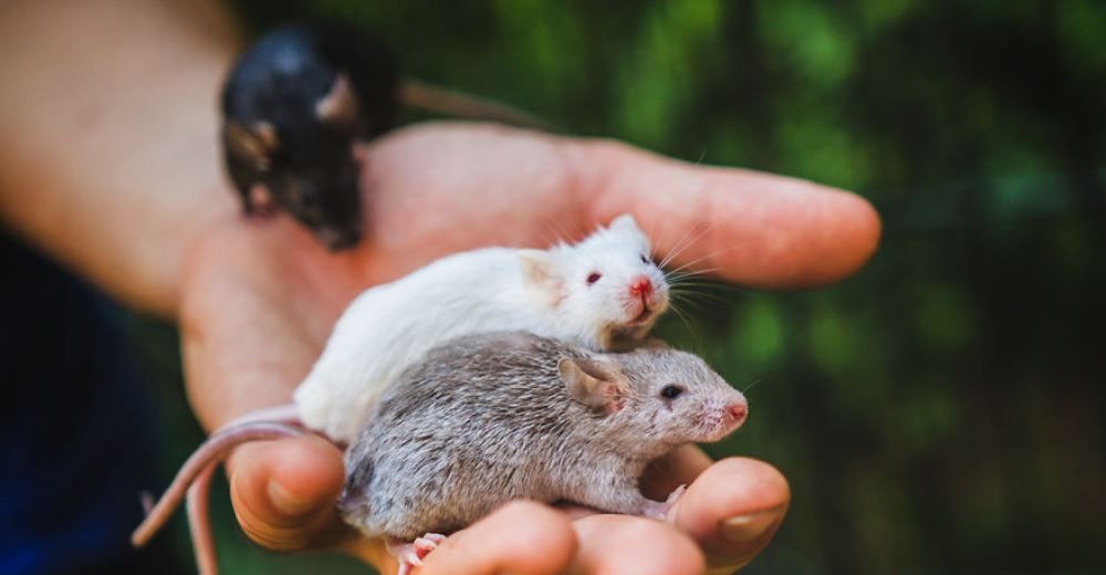 Increíble – Experimentan con ratas de laboratorio, pero esta vez para que vean la luz del sol