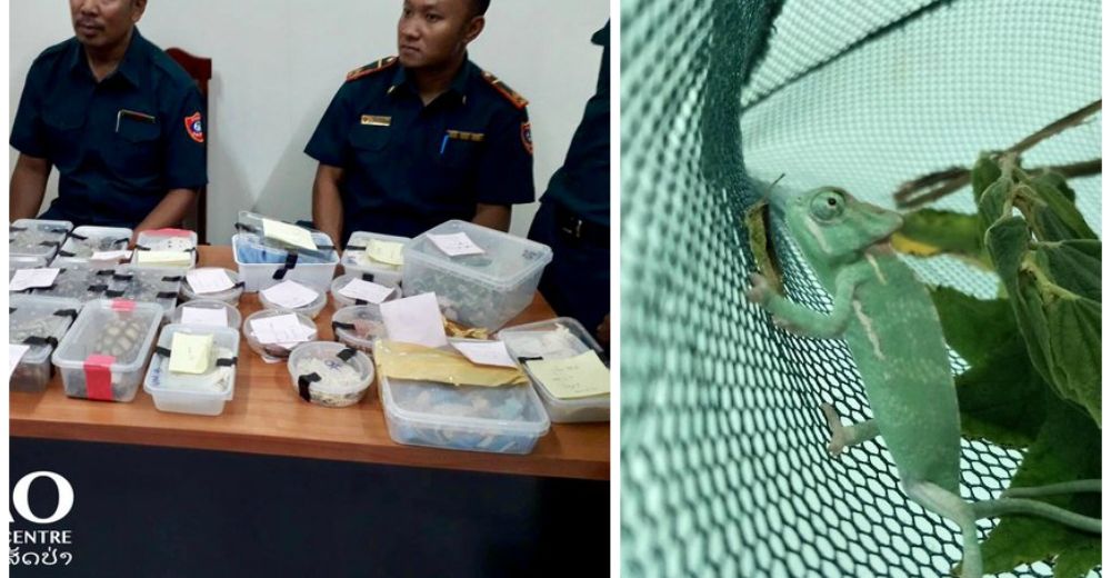 Incautaron 70 reptiles jóvenes del comercio ilegal – Lo que encontraron es DESCORAZONADOR