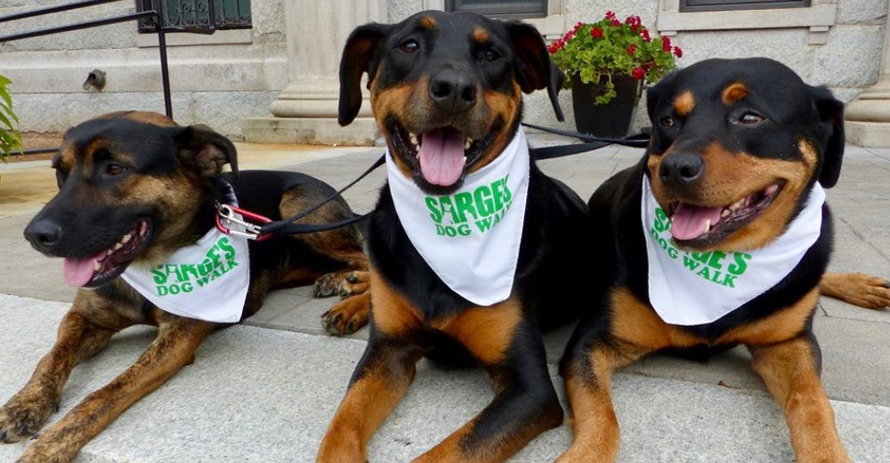 Sarge, el perrito cuya historia inspiró a unos rescatistas y ahora dan hogar a miles de peludos