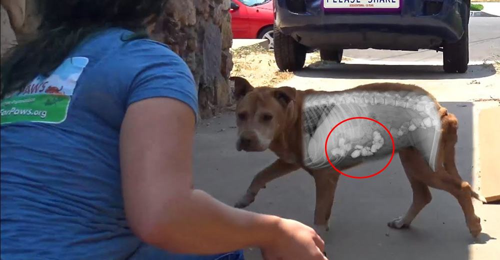 Stewie, un perrito que fue abandonado por su familia y tuvo que comer rocas para sobrevivir