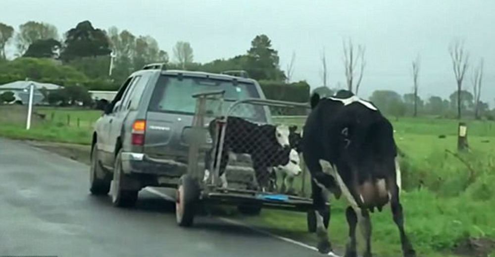 Desgarrador momento en el que una vaca persigue al camión que se lleva a sus crías