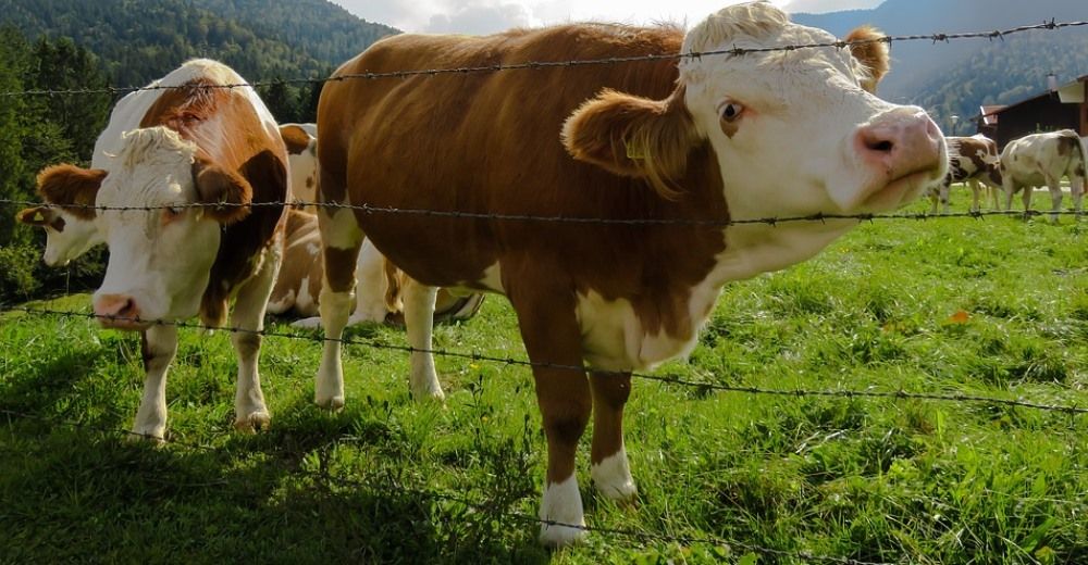 Para ser heroína no hay edad – Una mujer de 70 años rescata a 70 vacas del matadero