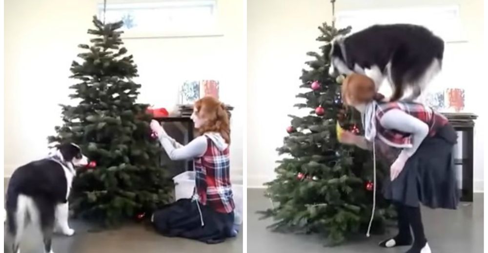 Un perrito amante de la Navidad roba el corazón en la red por su especial don