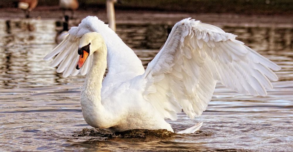 DESGARRADOR – Las aves están muriendo trágicamente por ser alimentadas con pan blanco