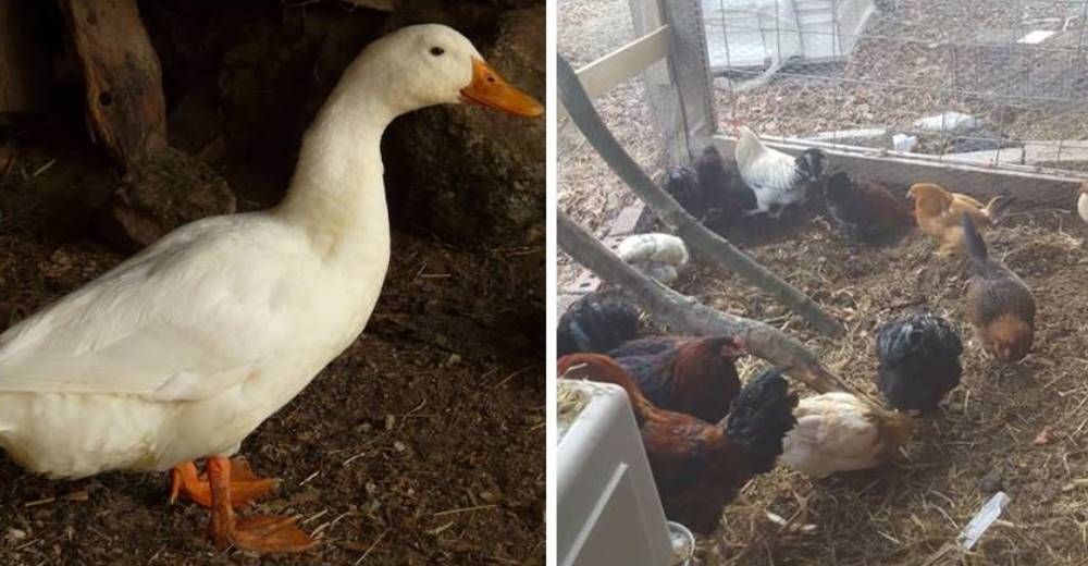 Más de 200 aves fueron rescatadas en terribles condiciones en una granja abandonada