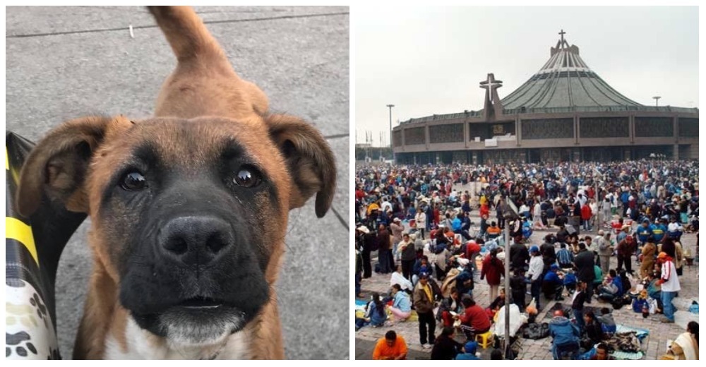 La Basílica de Guadalupe en México, el lugar perfecto para abandonar a un cachorro