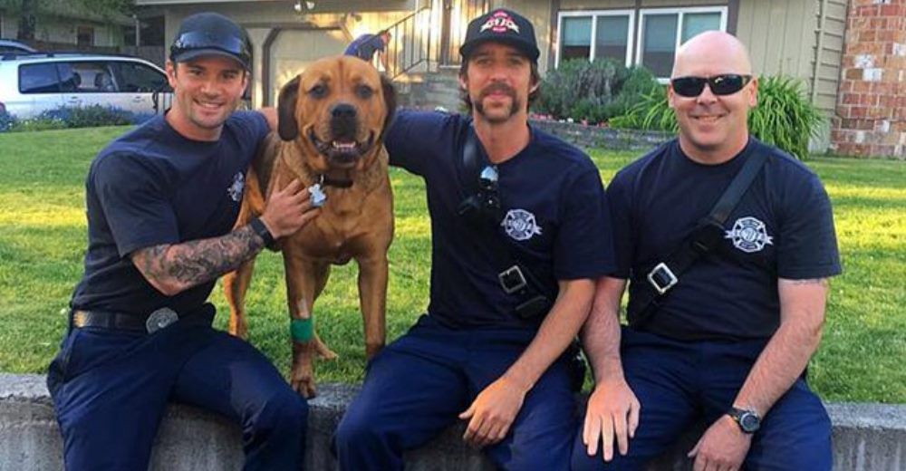 Unos bomberos agotan sus fuerzas por resucitar al único afectado en un incendio: un perro