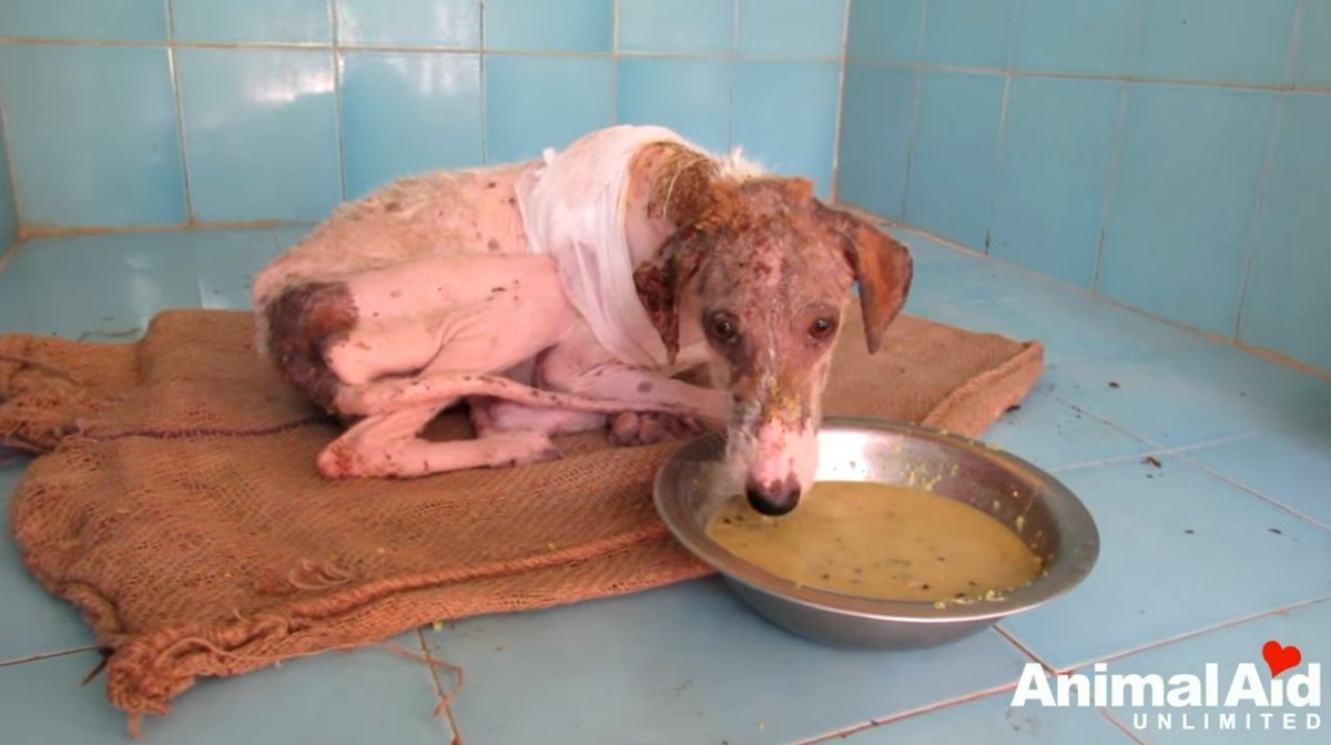 Tenían una sola oportunidad para salvar a esta perrita callejera de los gusanos que la carcomían