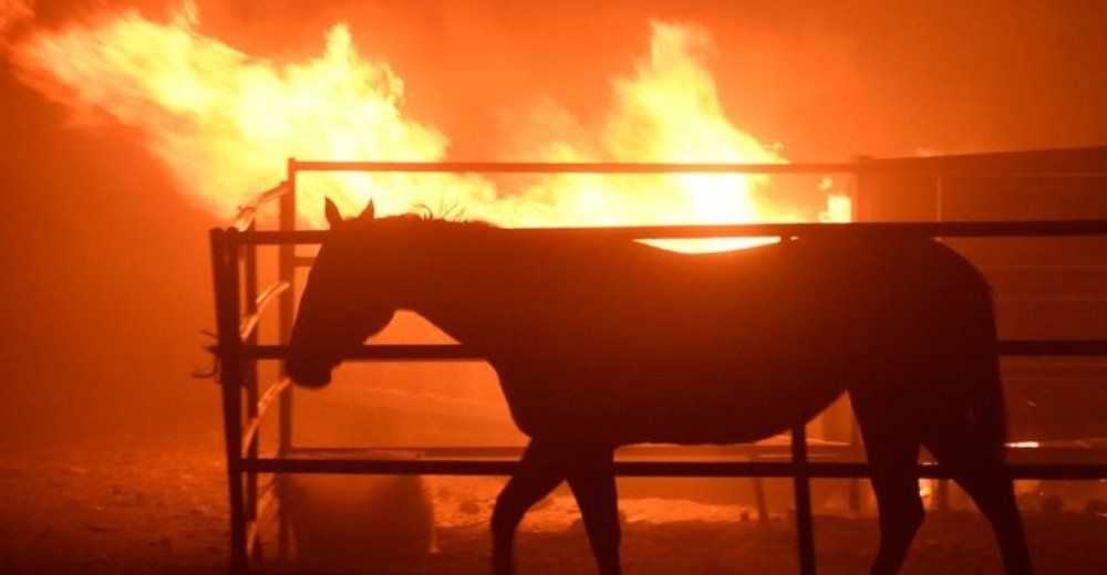 Docenas de caballos se queman hasta morir en incendios forestales de California