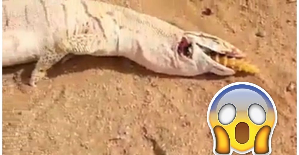 Encuentran a un enorme lagarto en México atragantado con otro lagarto de su mismo tamaño