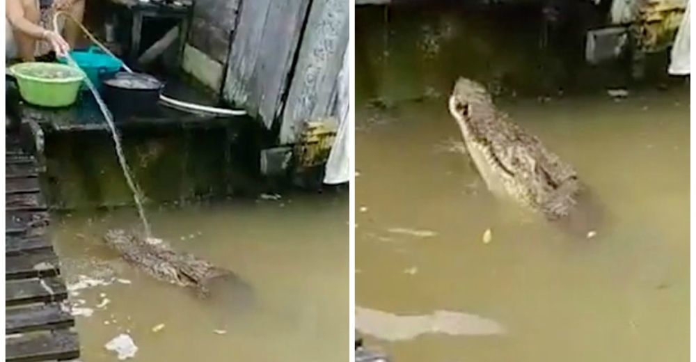 Increíble momento en el que una mujer juega con un cocodrilo mientras lava mariscos en el río