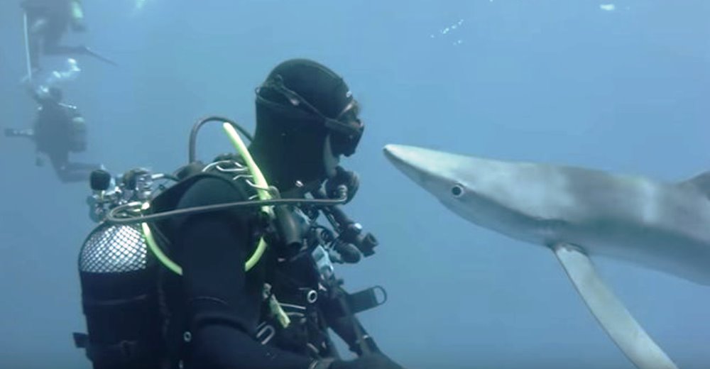 Zooorprendente reacción de un tiburón azul al encontrarse con la cara de este buzo