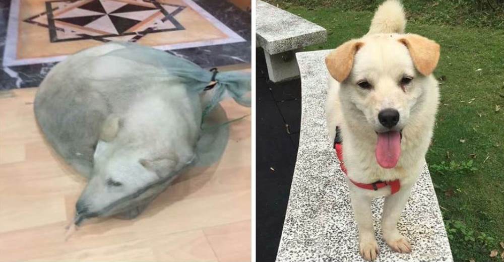 Doggo, un perrito salvado por un hombre de ser el plato de una mesa