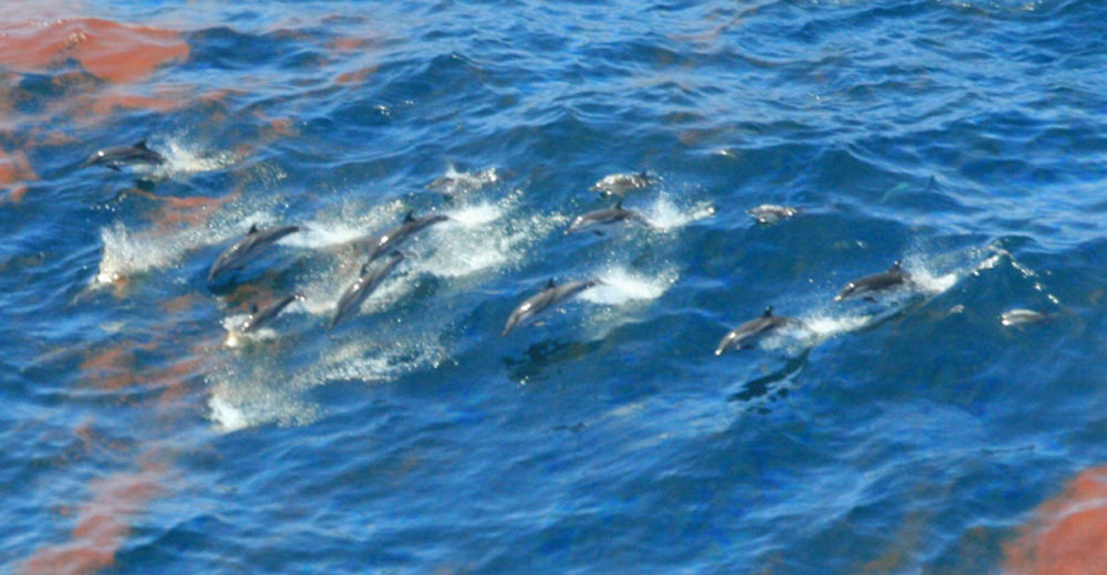 Una población entera de delfines fue envenenada… y los responsables se hacen de oídos sordos