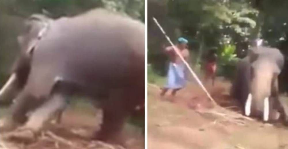 Un elefante es golpeado brutalmente debido a un horroroso ritual en la India