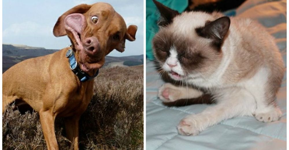 Adorables – Los estornudos más graciosos de animales que han conmovido a las redes