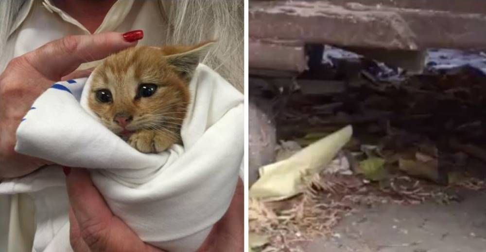 Esta pequeña gatita huérfana fue rescatada de un contenedor de basura… y ahora es otra