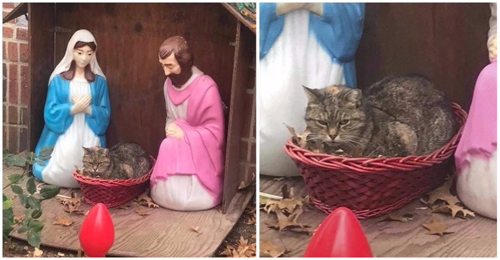 Captan a un gato gruñón que se coló en el pesebre ante el asombro de todos