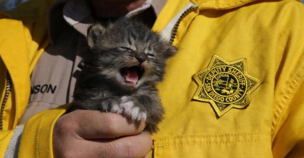 Encuentran tres gatitos abandonados en una caja en medio del masivo incendio de California