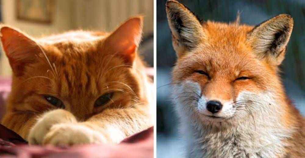 Un friolento zorro le roba la cama a un gato y este hace lo imposible por recuperar lo suyo