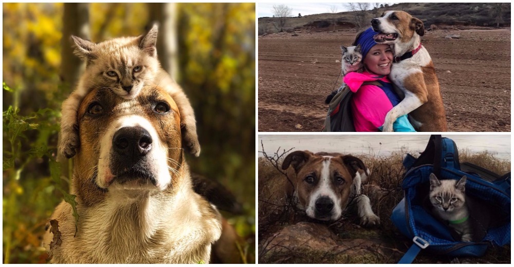 Una pareja consigue que su perro y su gato adoptados sean los mejores compañeros de viaje