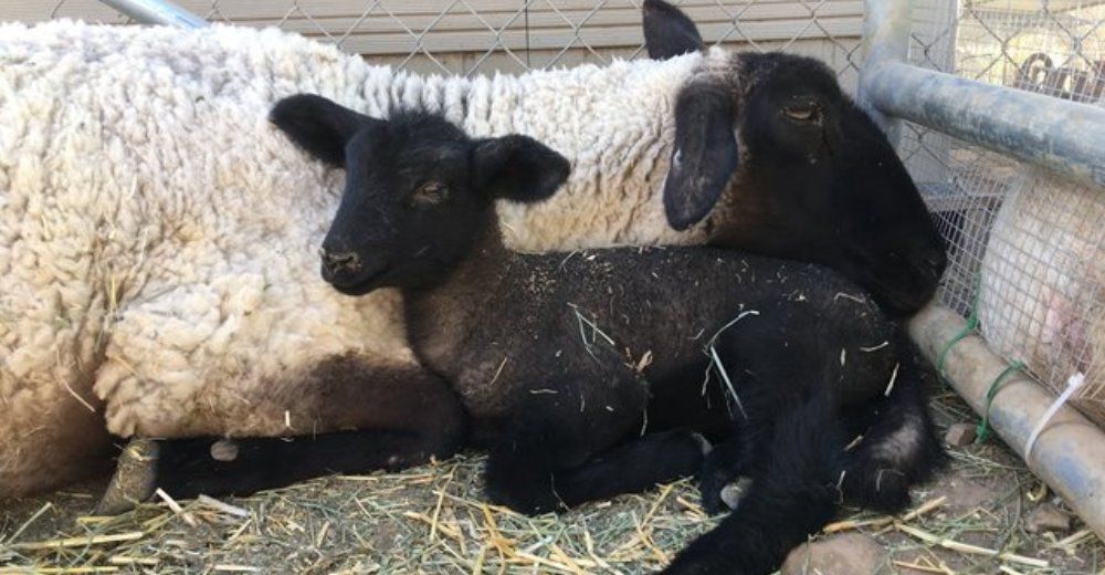 Gracias a unas heroinas, esta madre oveja y su bebé se salvaron de un horrible matadero