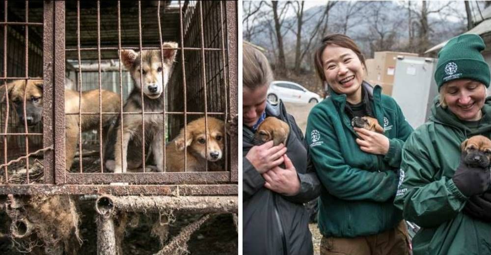 Emotivo rescate de 170 perros enjaulados en una granja en Corea del Sur