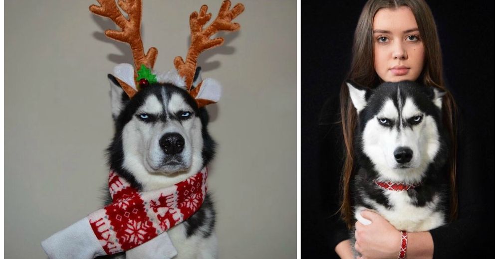 Quiso hacerle una sesión de fotos navideña a su perro y descubrió que podría ser el Grinch